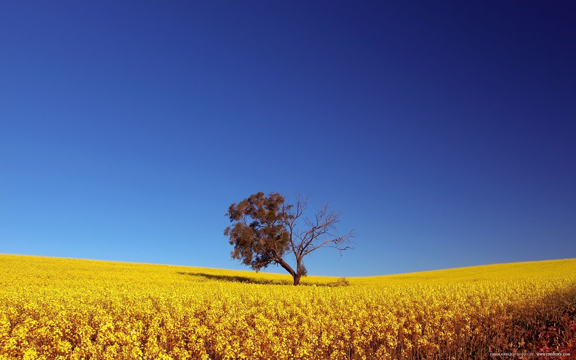 baum feld himmel