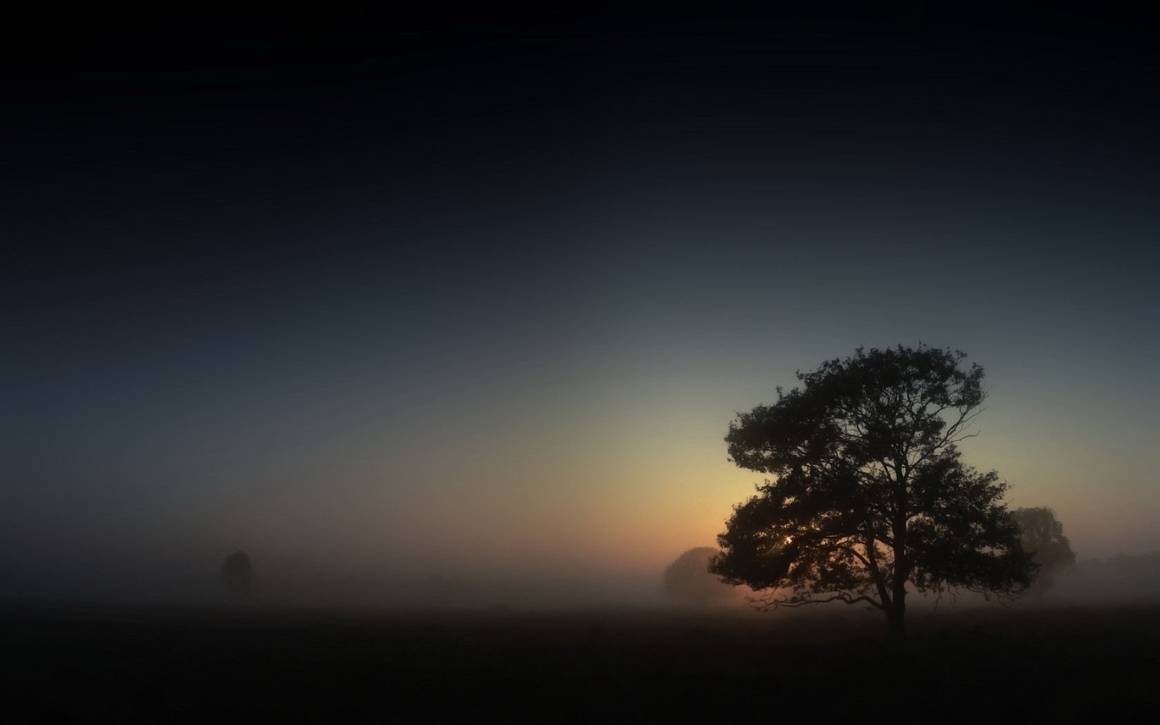 arbre brouillard matin