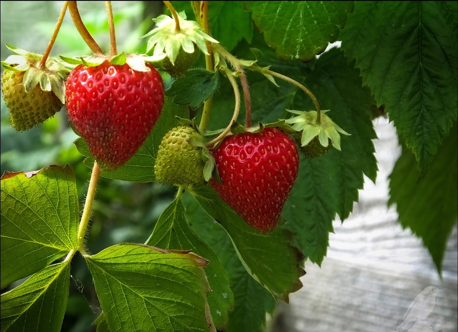 feuille fraise baie verts rouge