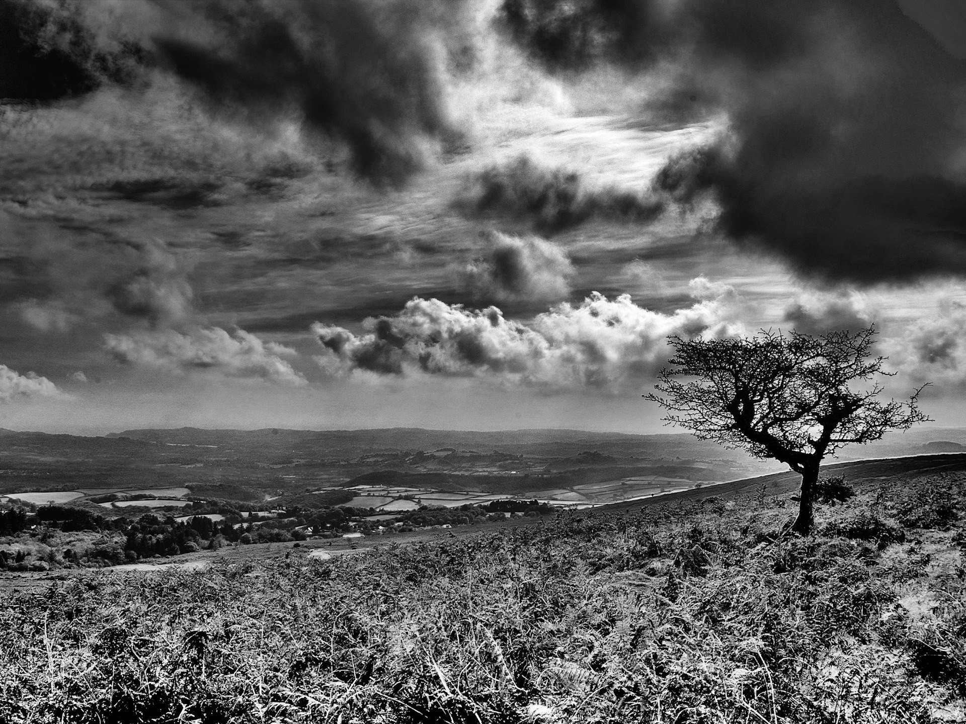 clouds tree black and white