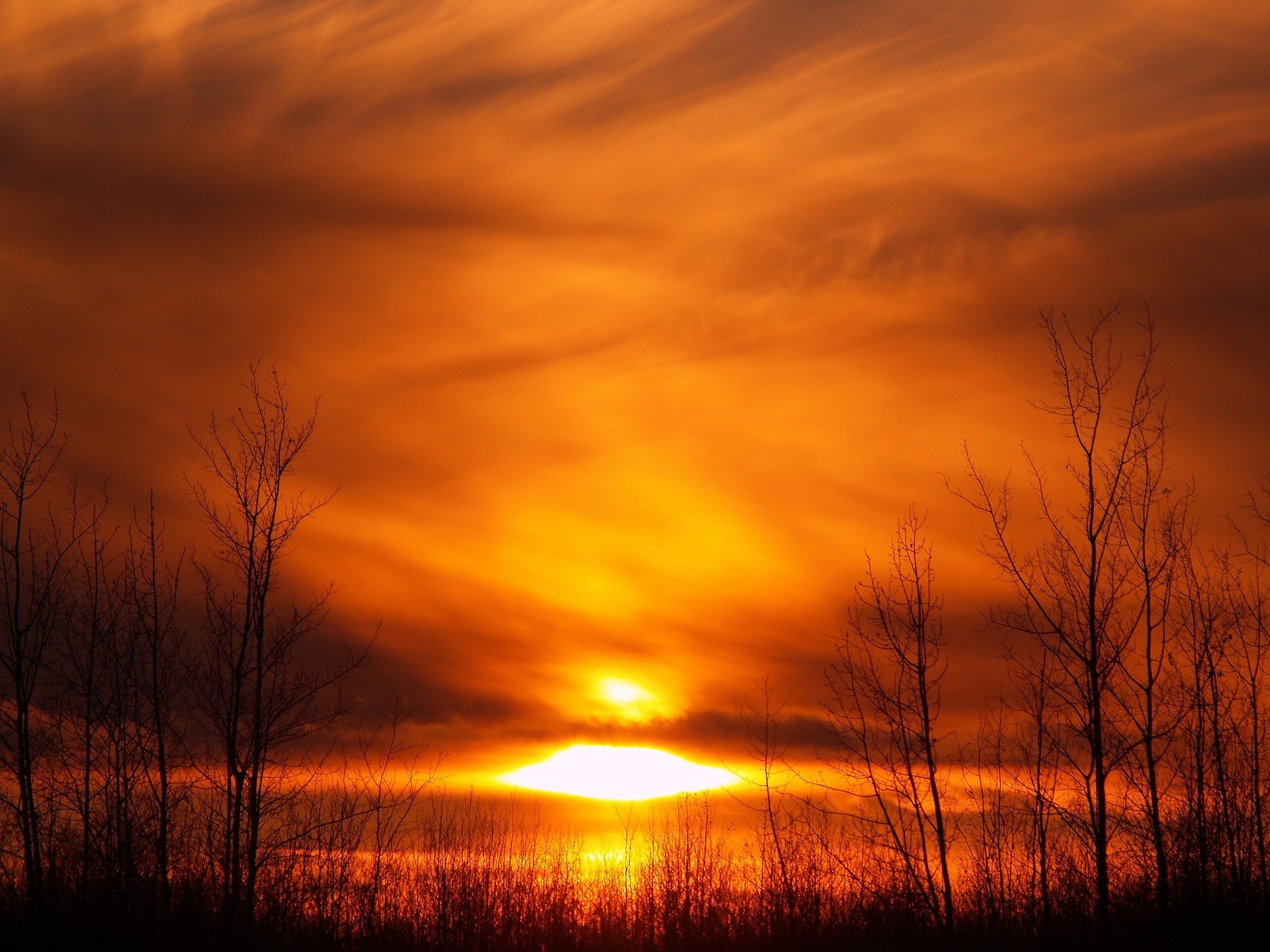 tramonto sole alberi giallo