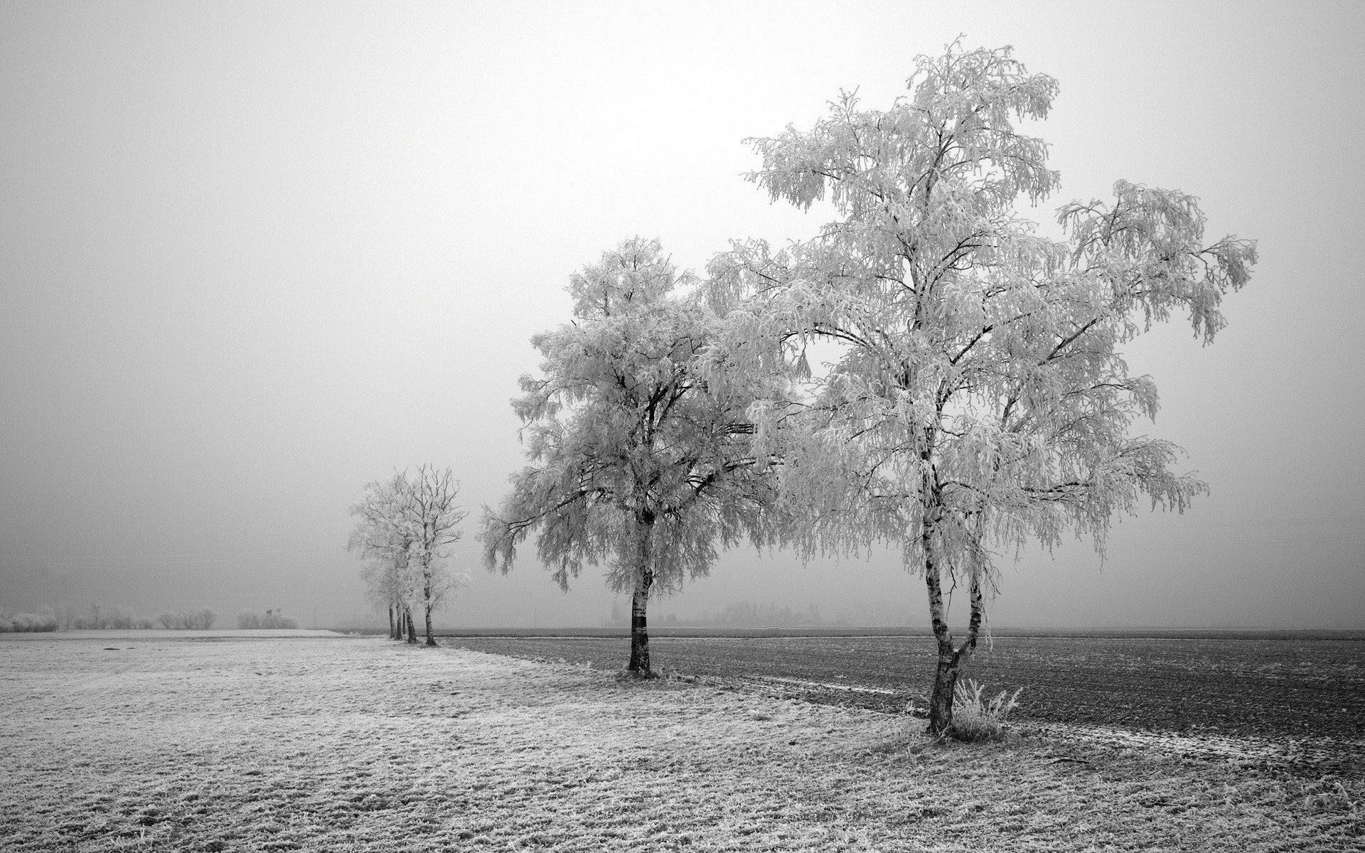 bäume schwarz und weiß feld