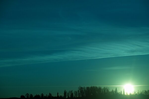 Alberi del sole celeste con un tocco di verde