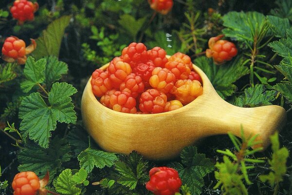 Moras recolectadas en el fondo de hojas verdes