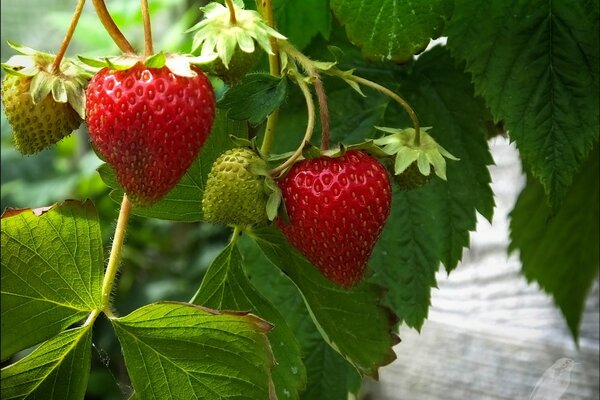 Strawberry leaf and strawberries on the background