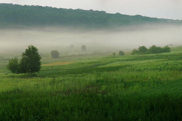 Il campo mostra erba verde nella nebbia