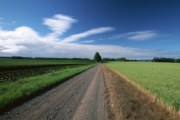 Weg in die Wolken Bäume im Feld