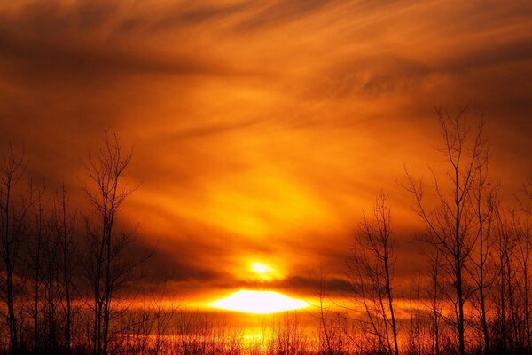 Tramonto giallo su uno sfondo di alberi