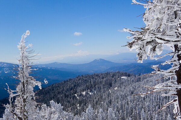 Foresta invernale nei toni del bianco e del blu in montagna