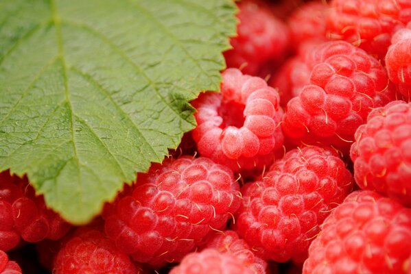 Frisch geerntete helle Himbeeren mit Blättern