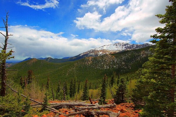 The trees are near the mountains