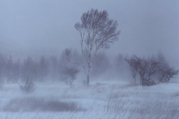 Sturm Schnee und Winter Birkenbäume