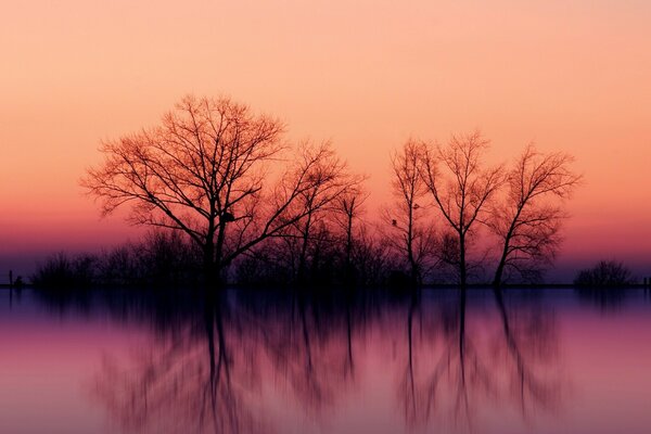 Trees are beautifully depicted at sunset