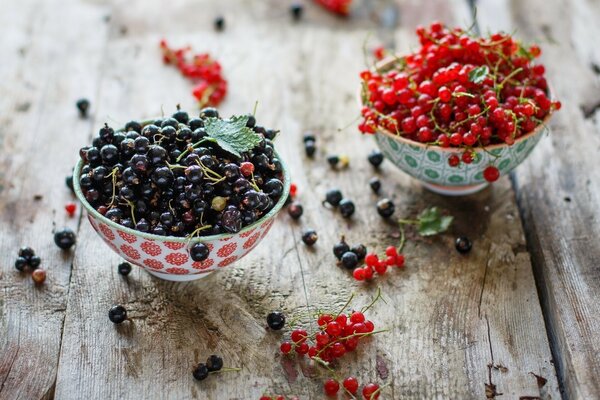 Schwarze und rote Johannisbeeren gesammelt