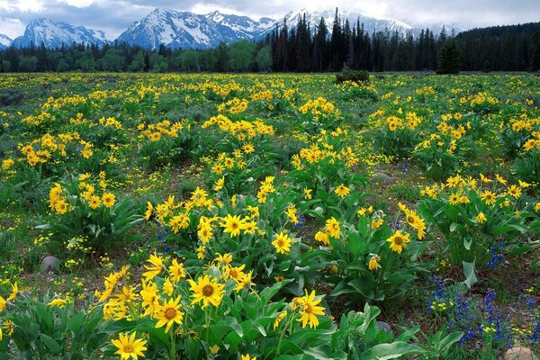 Wyoming montaña flores belleza