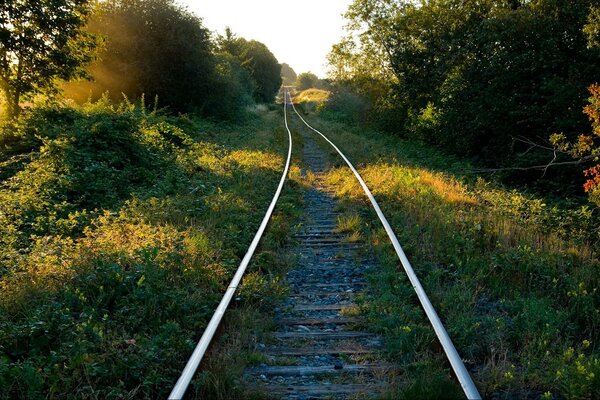 Chemin de fer entre les arbres et les arbustes