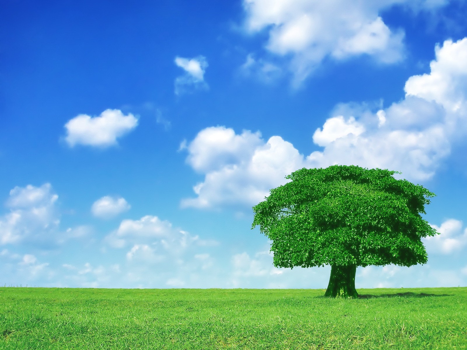 baum grün wolken