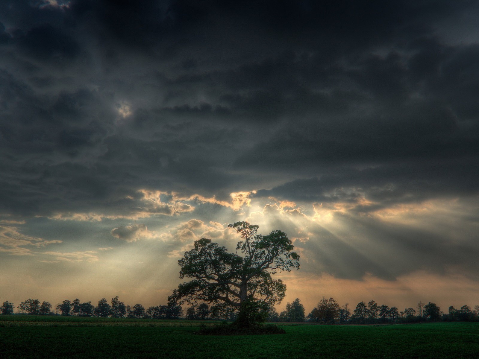 bäume feld licht wolken