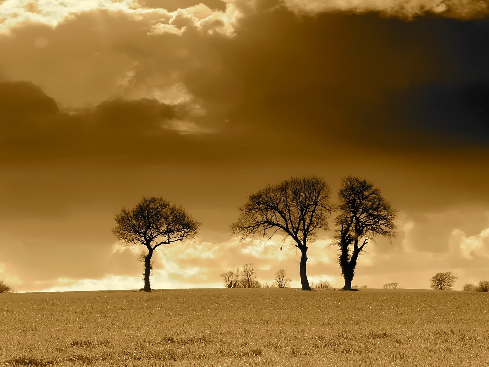 tree clouds the field sepia