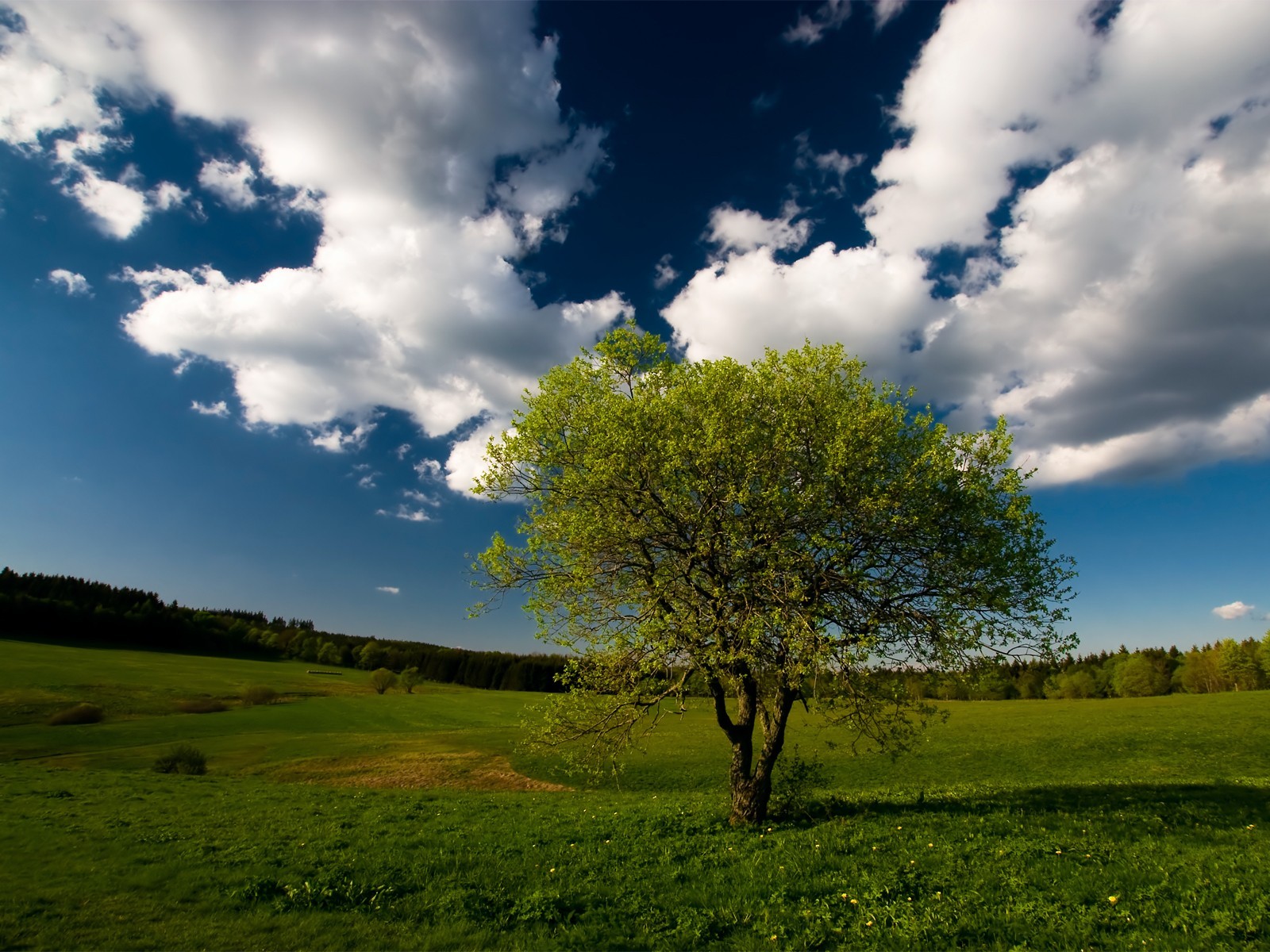 cielo albero erba