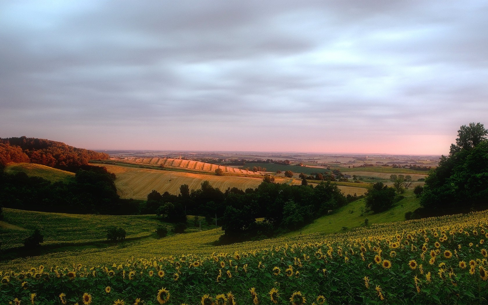 tournesols champ collines