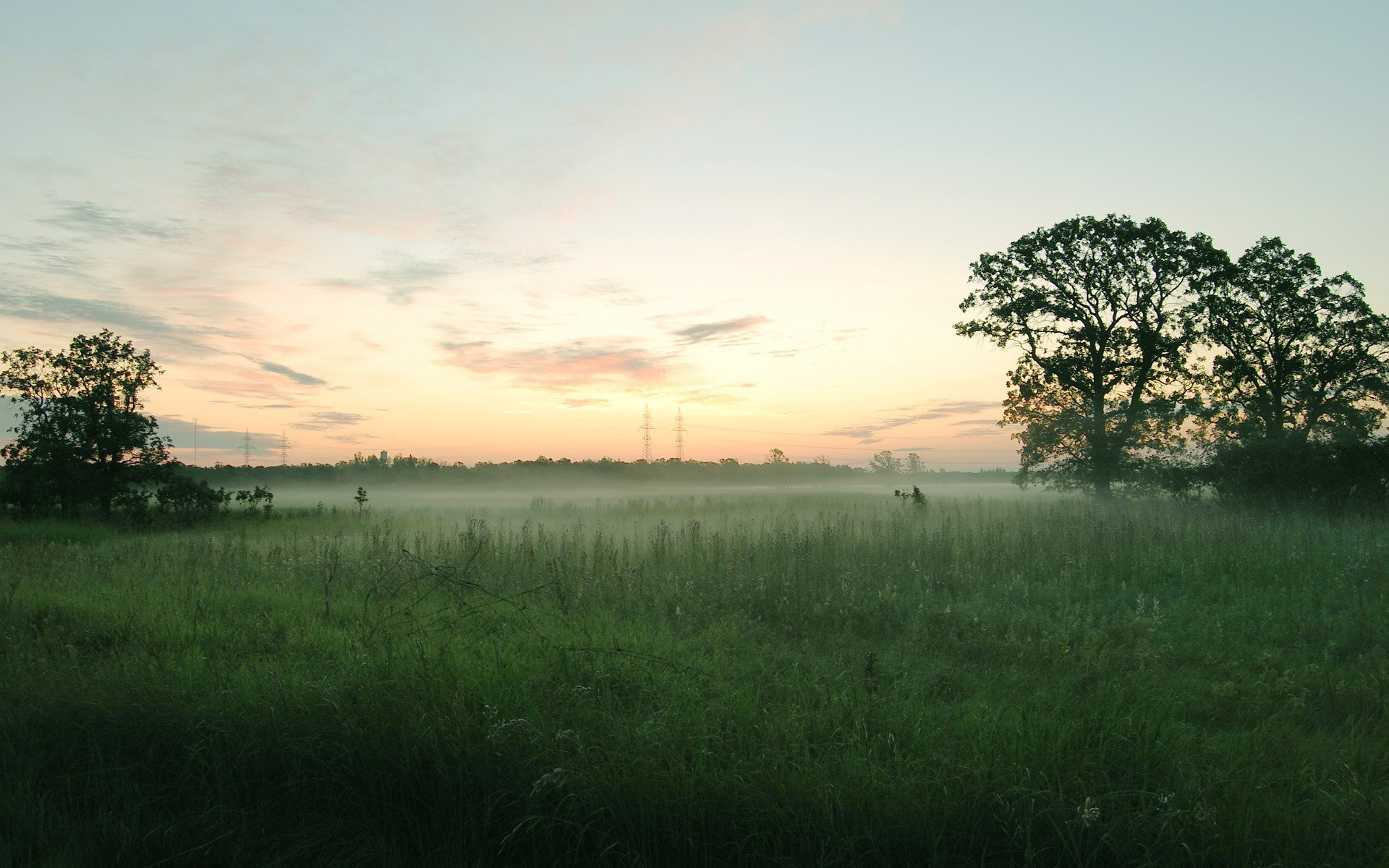 campo niebla árboles