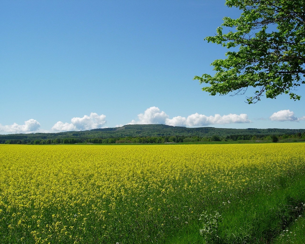 the field flower yellow