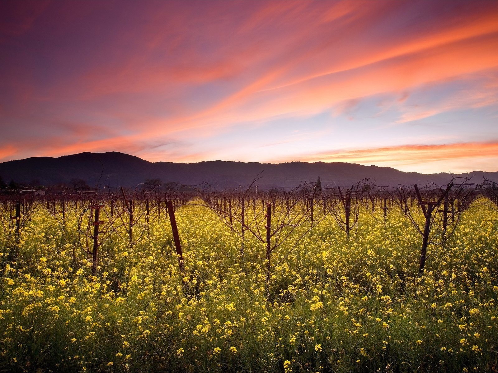 the field vineyard clouds sky