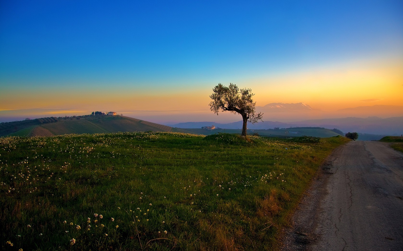 route arbre herbe collines matin