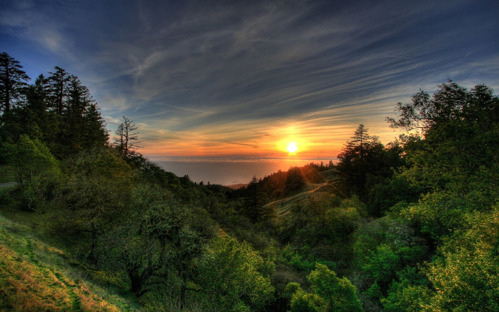 arbres soleil coucher de soleil