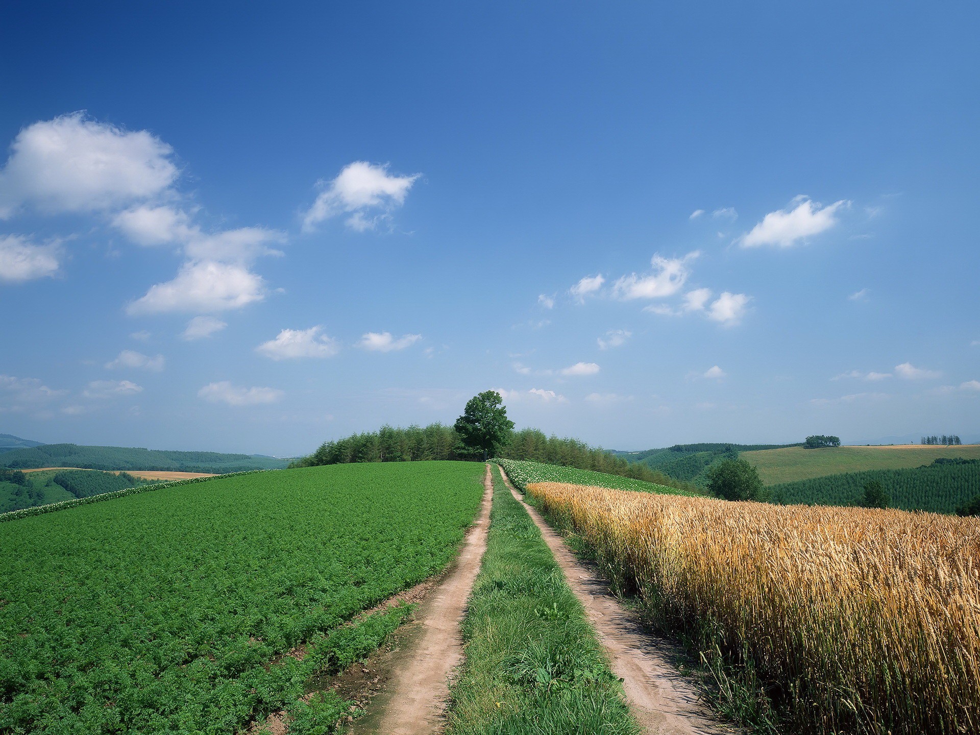 route champ collines arbres nuages ciel