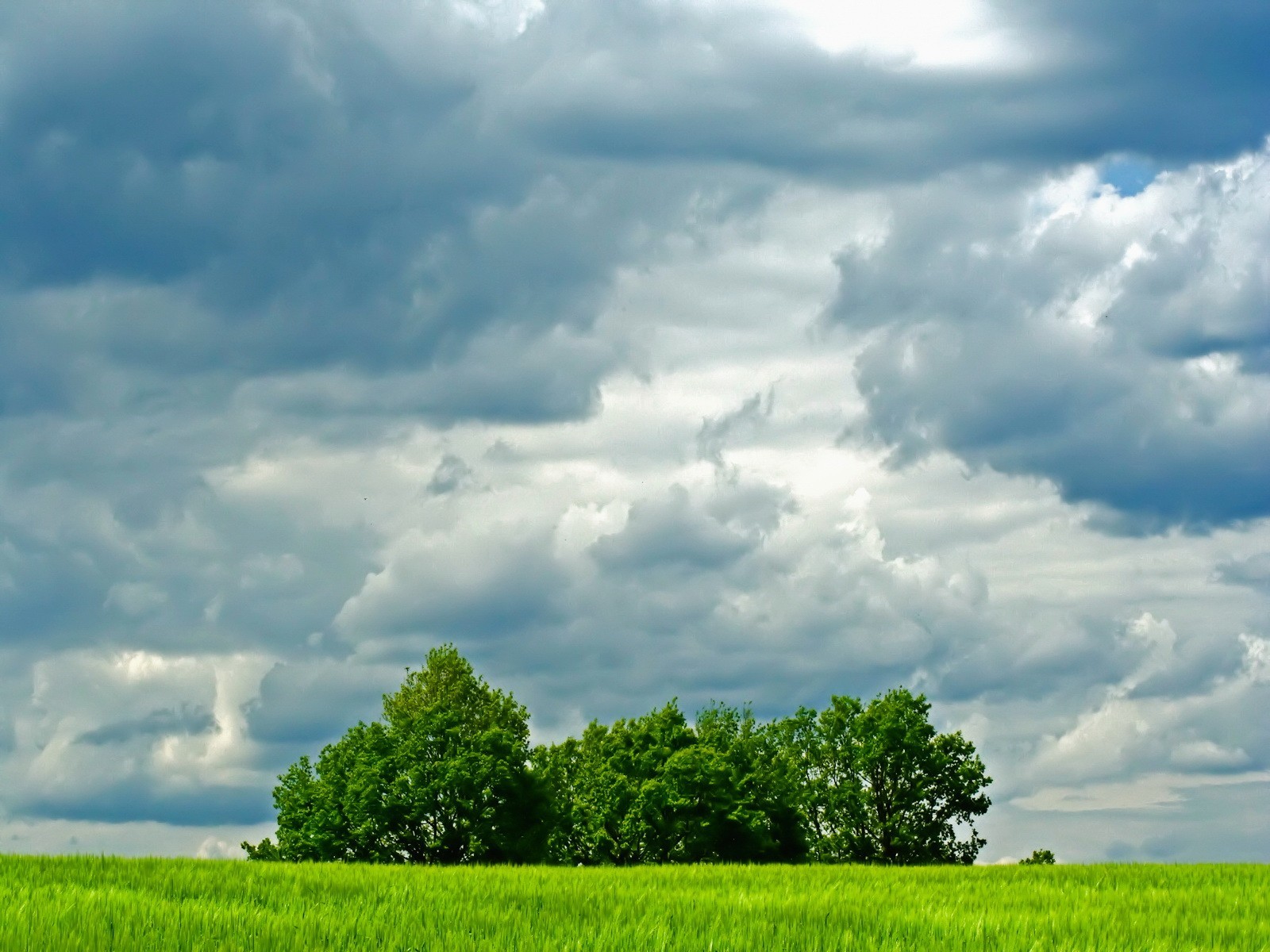 nubes árboles campo