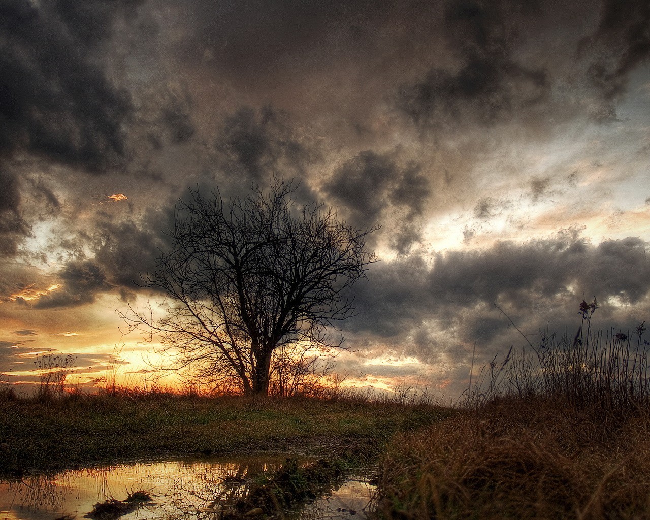 arbre flaque d eau herbe nuages