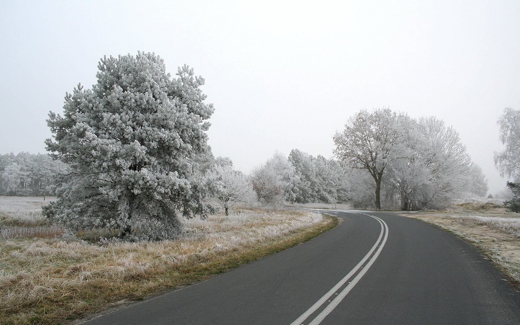 road tree snow