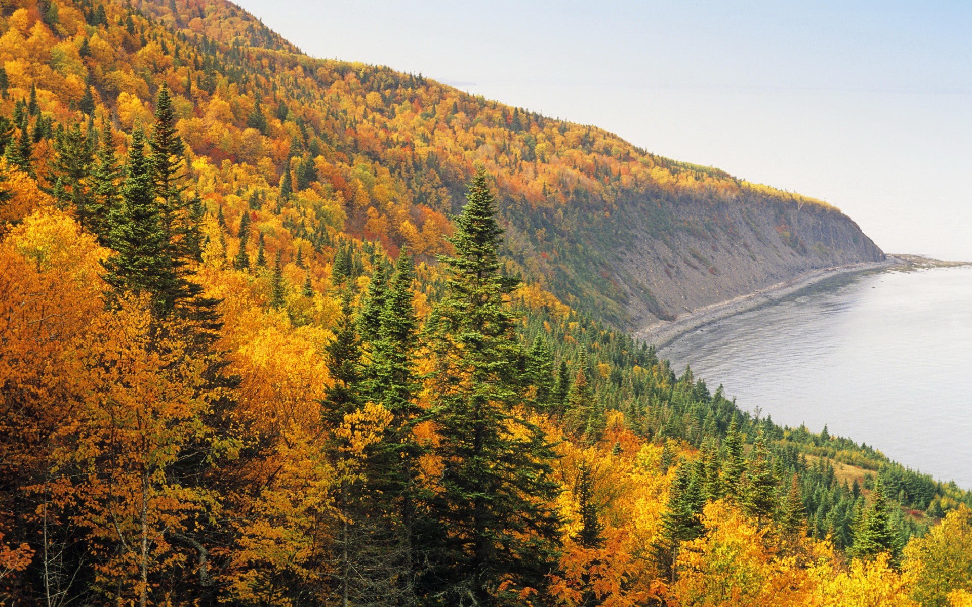 autumn forest tree beach