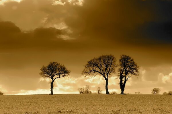 Three trees grow in the steppe on a sandy background of dark clouds