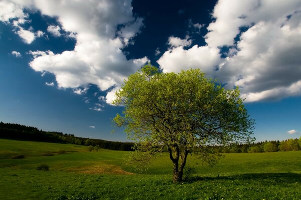 Arbre sur fond de ciel avec des nuages