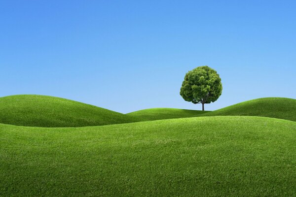 Árbol solitario en el césped verde