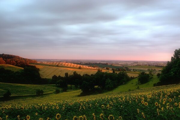 Summer sunset in a field with sunflowers