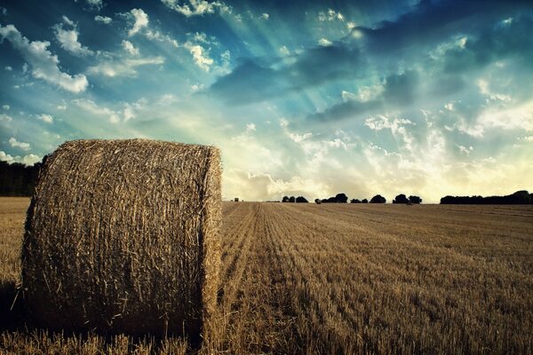 Bales of straw after harvesting grain at sunset. Strada is in full swing