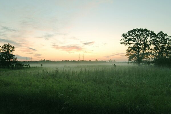 A field in the fog at sunset