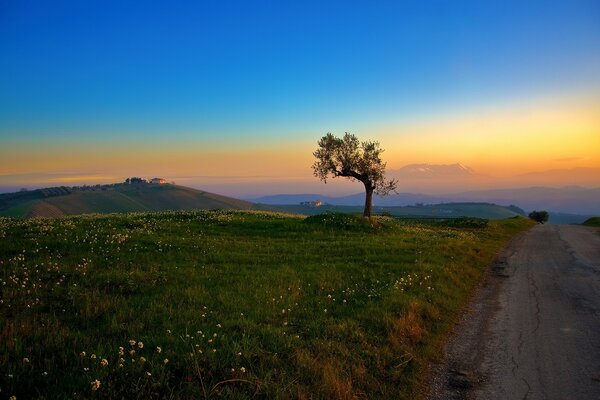 Arbre solitaire sur fond de ciel fabuleux