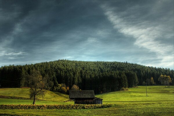 Feld vor dem Hintergrund des Fichtenwaldes und des Himmels