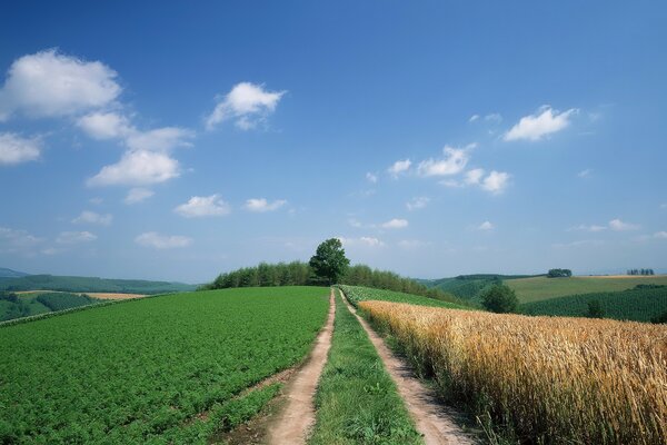 Camino a través de un campo de trigo