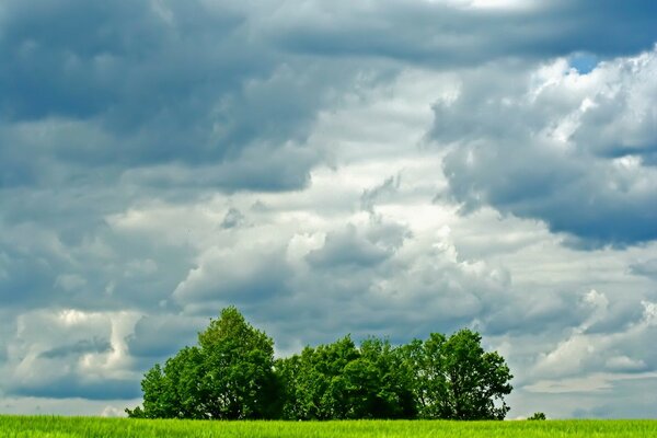 Bäume im Feld vor dem Hintergrund der Wolken