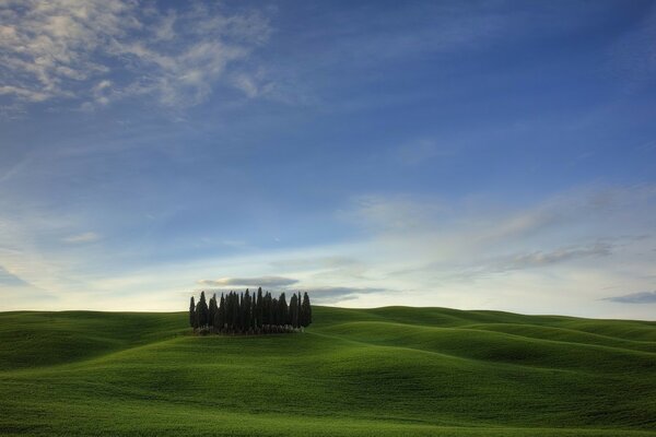 Trees against clouds and fields