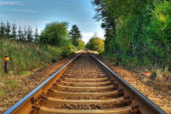 Árboles que crecen cerca del ferrocarril