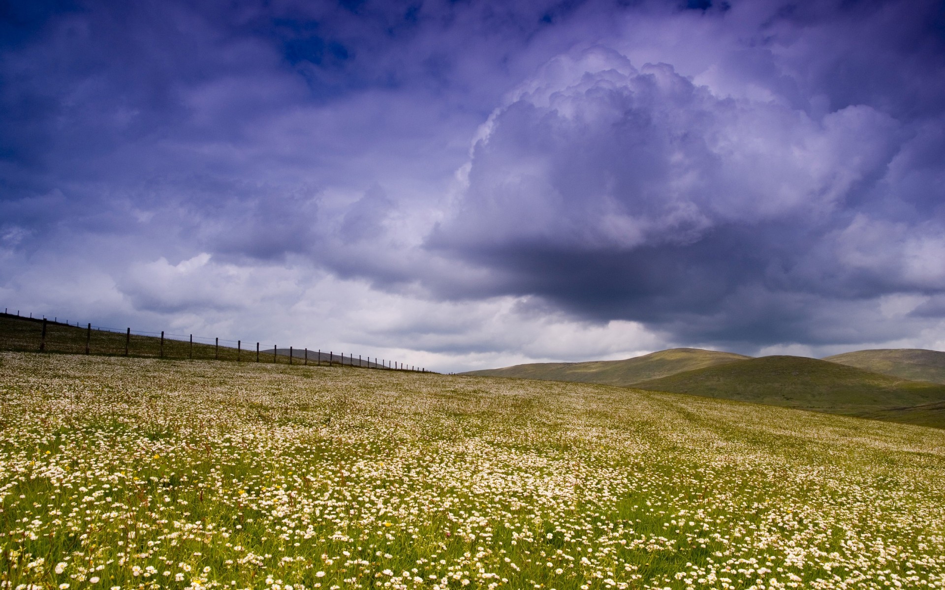 champ clôture nuages ciel fleurs