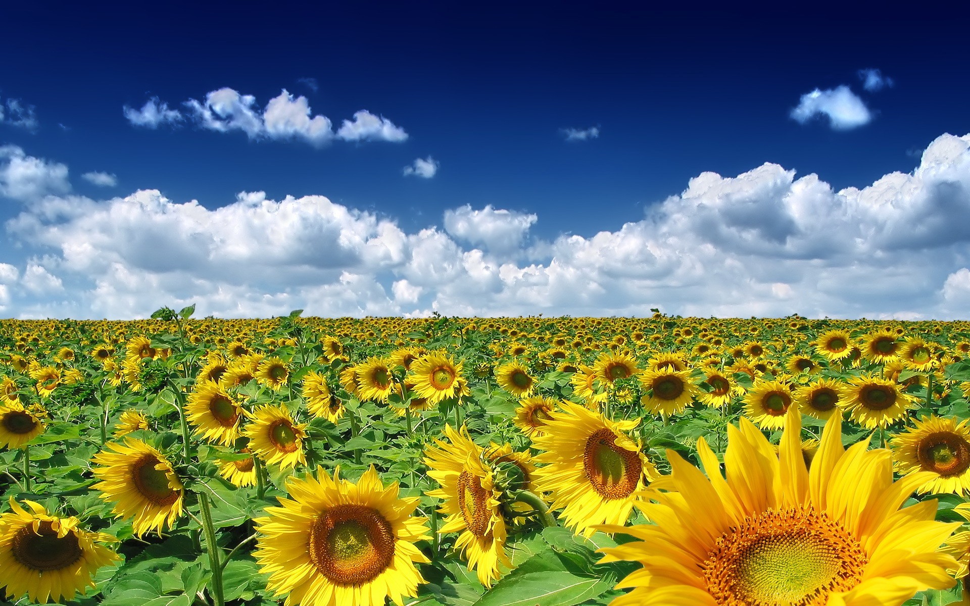 tournesols champ nuages