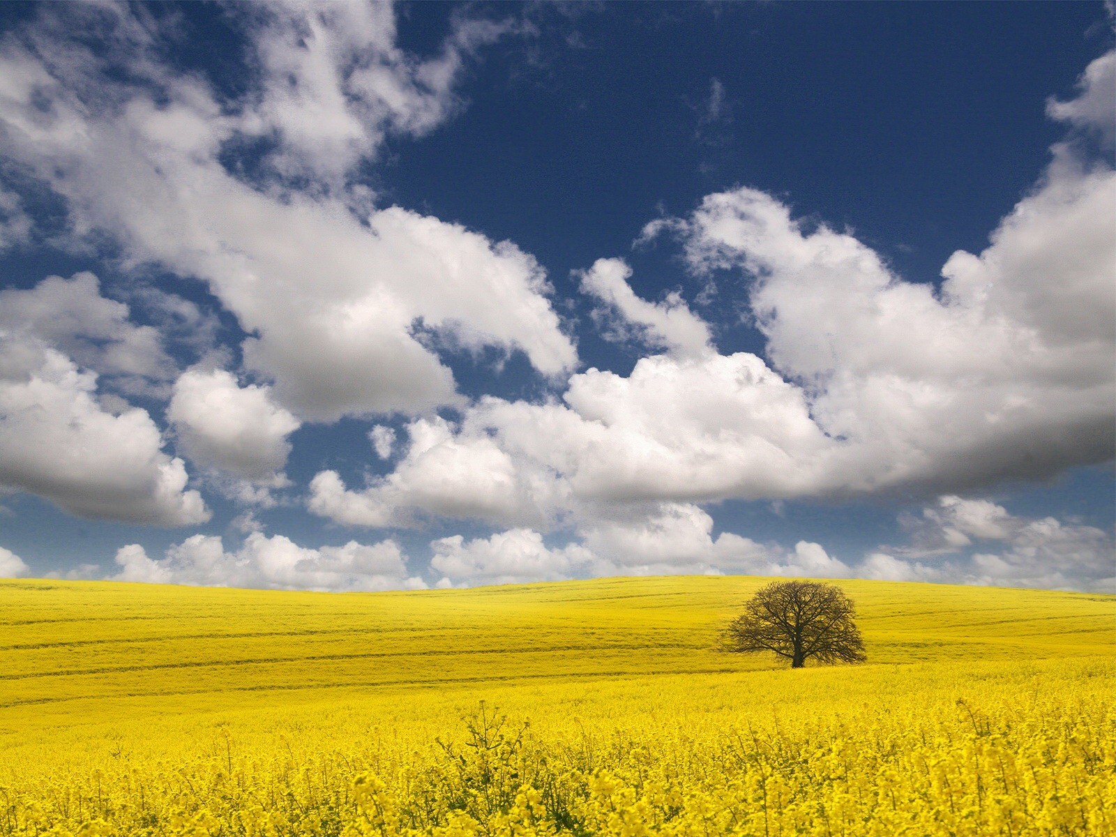 feld wolken baum gelb